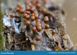 Attēlu rezultāti vaicājumam “Hemitrichia decipiens young”