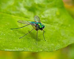 Attēlu rezultāti vaicājumam “Dolichopodidae”