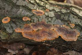 Attēlu rezultāti vaicājumam “Phlebia radiata”