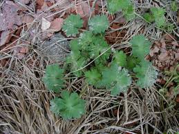 Attēlu rezultāti vaicājumam “Geranium molle leaf”