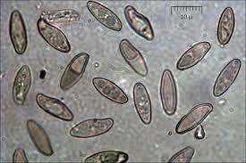Attēlu rezultāti vaicājumam “Polyporus varius”