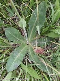 Attēlu rezultāti vaicājumam “Hypochaeris maculata”