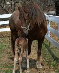 Image result for chestnut friesian