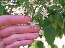 Attēlu rezultāti vaicājumam “Gymnocladus dioicus flower”