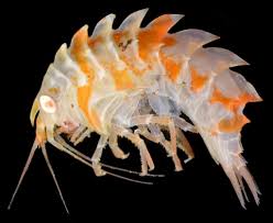 Attēlu rezultāti vaicājumam “Crustacea”