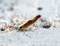 Attēlu rezultāti vaicājumam “Argyresthia albistria”