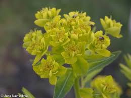 Attēlu rezultāti vaicājumam “Euphorbia palustris fruit”