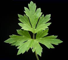 Attēlu rezultāti vaicājumam “Ranunculus cassubicus leaf”