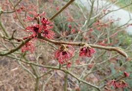 Attēlu rezultāti vaicājumam “Hamamelis vernalis flower”