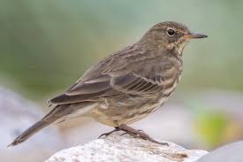 Image result for Anthus petrosus