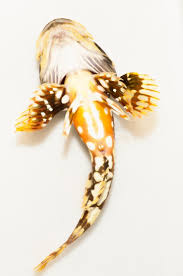 Image result for Myoxocephalus scorpioides