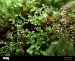 Attēlu rezultāti vaicājumam “Tetraphis pellucida”