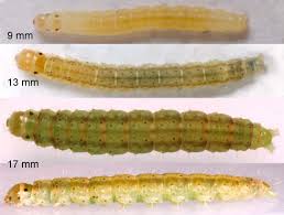 Attēlu rezultāti vaicājumam “Agonopterix aranella”