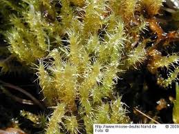 Attēlu rezultāti vaicājumam “Campylium stellatum”