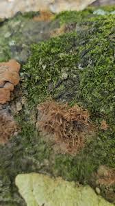 Attēlu rezultāti vaicājumam “Stemonitis herbatica spores”