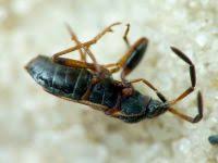 Attēlu rezultāti vaicājumam “Scolopostethus thomsoni”