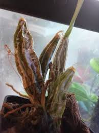 Attēlu rezultāti vaicājumam “Didymium aggregatum”