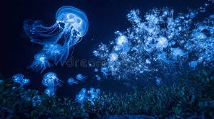 Attēlu rezultāti vaicājumam “Scyphozoa”