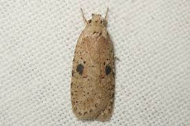 Attēlu rezultāti vaicājumam “Agonopterix ocellana”