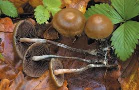 Attēlu rezultāti vaicājumam “Psilocybe sp.”