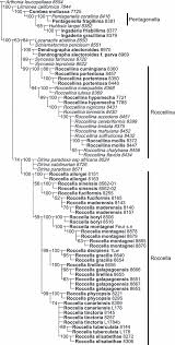 Attēlu rezultāti vaicājumam “Arthonia leucopellaea”