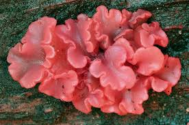 Attēlu rezultāti vaicājumam “Neocudoniella albiceps”