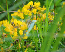 Attēlu rezultāti vaicājumam “Lotus corniculatus flower”