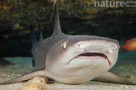 Image result for Triaenodon obesus