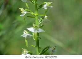 Attēlu rezultāti vaicājumam “Platanthera chlorantha flower”