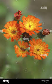 Image result for Hieracium aurantiacum