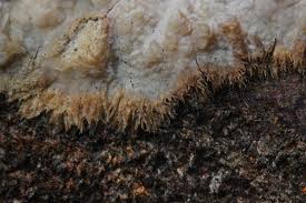 Attēlu rezultāti vaicājumam “Phlebiopsis gigantea”