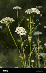 Attēlu rezultāti vaicājumam “Libanotis montana flower”