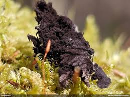 Attēlu rezultāti vaicājumam “Stemonaria irregularis macro”