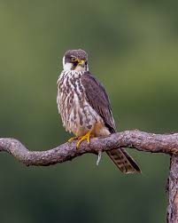 Attēlu rezultāti vaicājumam “Falco subbuteo”