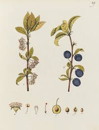 Attēlu rezultāti vaicājumam “Prunus domestica subsp. insitita fruit”