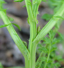 Attēlu rezultāti vaicājumam “Cardamine impatiens”