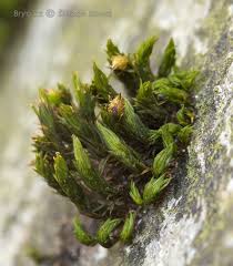 Attēlu rezultāti vaicājumam “Orthotrichum patens”