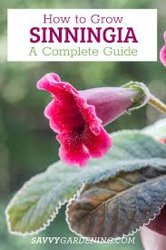 Image result for Sinningia