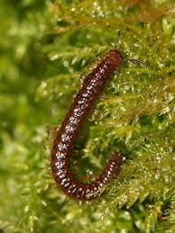 Attēlu rezultāti vaicājumam “Craspedosoma rawlinsi”