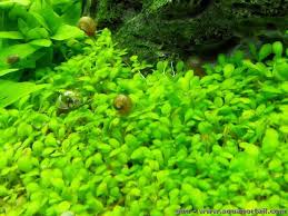 Attēlu rezultāti vaicājumam “Elatinaceae”