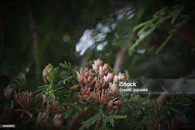 Attēlu rezultāti vaicājumam “Thuja occidentalis flower”
