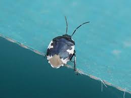 Attēlu rezultāti vaicājumam “Tritomegas bicolor imago”