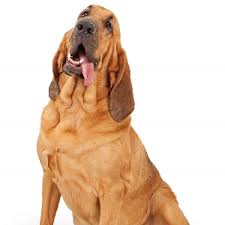 Image result for Carlisle BloodHounds