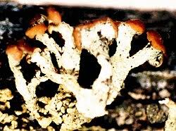 Attēlu rezultāti vaicājumam “Cladonia botrytes”