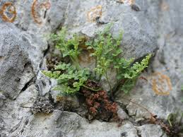 Attēlu rezultāti vaicājumam “Asplenium ruta-muraria”