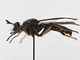 Attēlu rezultāti vaicājumam “Choerades sp.”