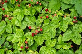 Image result for Fragaria vesca