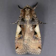 Attēlu rezultāti vaicājumam “Xestia c-nigrum”