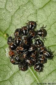 Attēlu rezultāti vaicājumam “Palomena prasina”