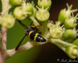 Attēlu rezultāti vaicājumam “Symmorphus sp.”